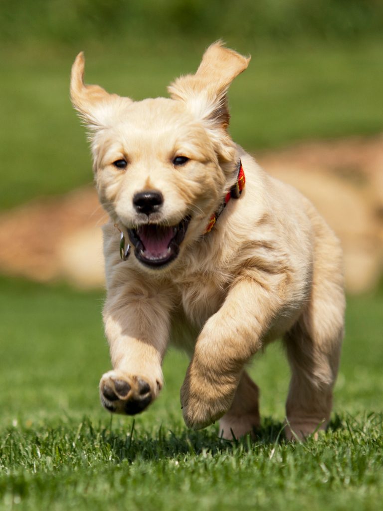 Golden Retriever puppy 2