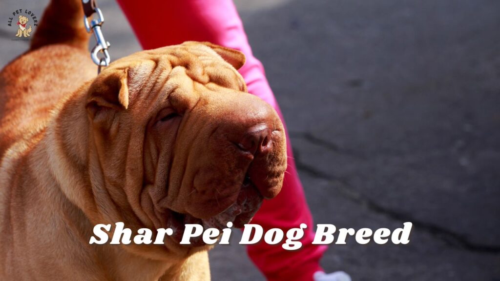 Shar Pei Dog Breed
