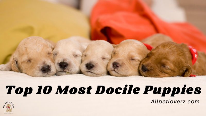 Top 10 Most Docile Puppies In The World
