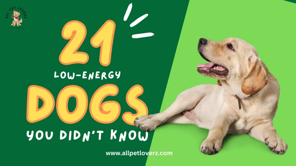 Lazy and low-energy dog breeds