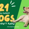 Lazy and low-energy dog breeds
