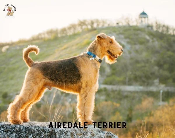 AIREDALE TERRIER