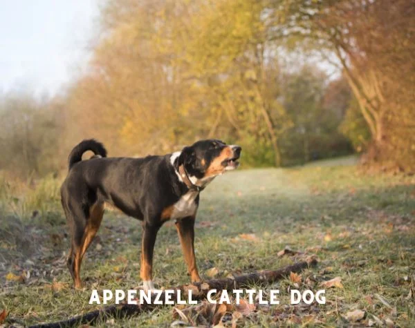 APPENZELL CATTLE DOG