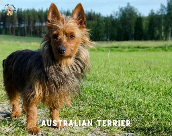 Australian Terrier