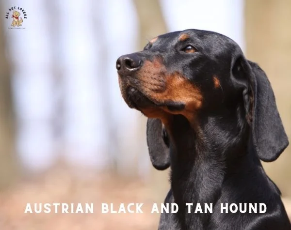 Austrian Black and Tan Hound
