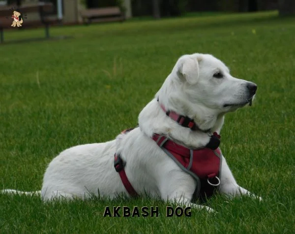 Akbash Dog