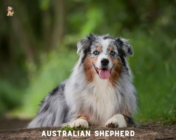 Most Popular Dog breed - Australian Shepherd