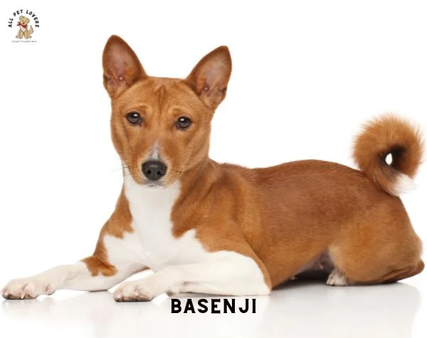 Basenji