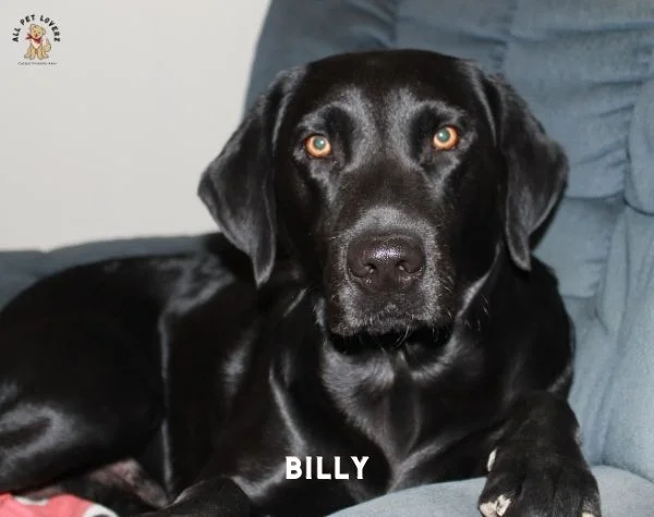 BILLY