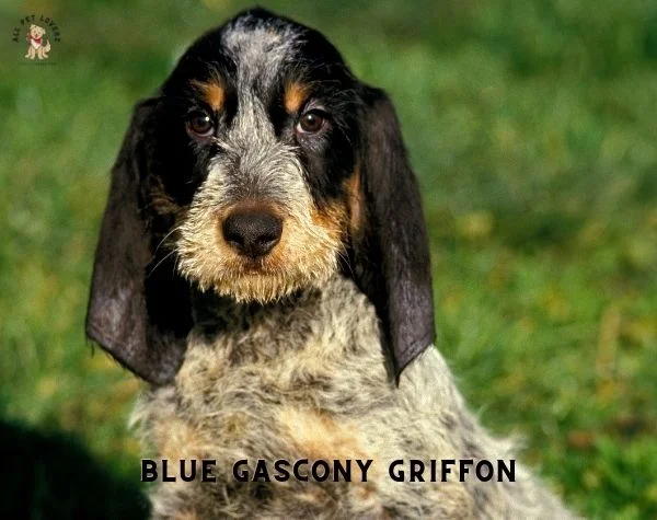 Griffon Bleu de Gascogne (Blue Gascony Griffon)