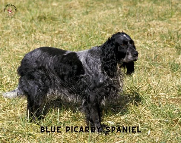 Epagneul Bleu de Picardie (Blue Picardy Spaniel) Dog