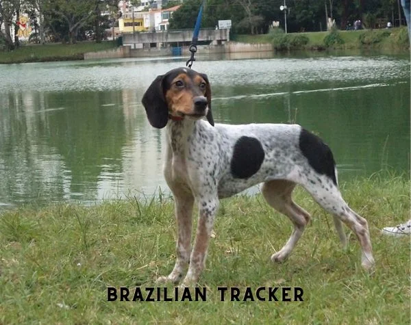 BRAZILIAN TRACKER