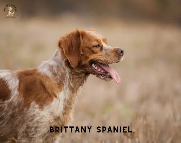 Brittany (Brittany Spaniel) Dog