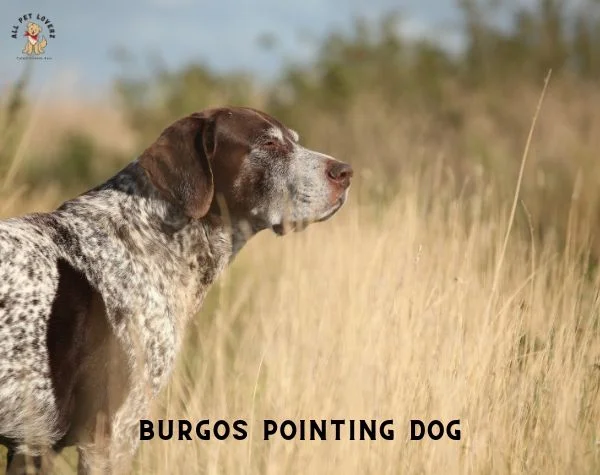 BURGOS POINTING DOG