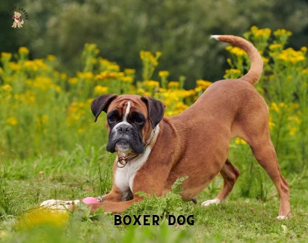 Most Popular Dog breed - Boxer Dog