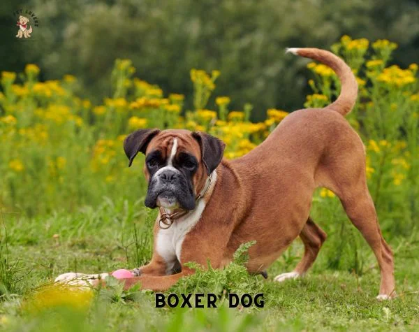 Boxer Dog