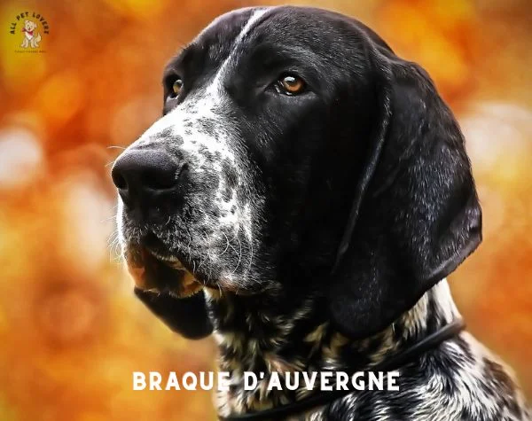Braque D'Auvergne Dog