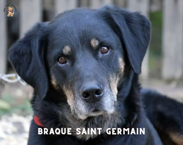Braque Saint Germain Dog