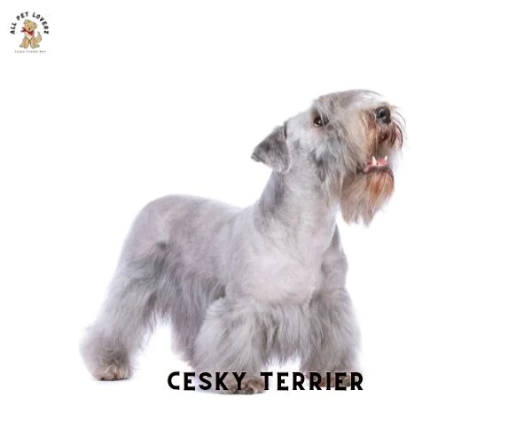 Cesky Terrier