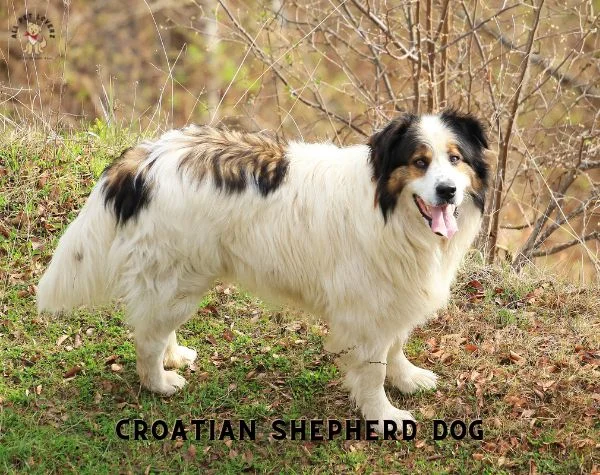 CROATIAN SHEPHERD DOG 1