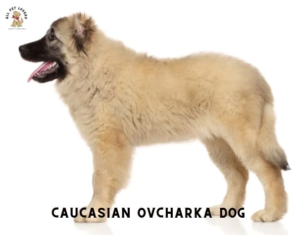 Caucasian Ovcharka