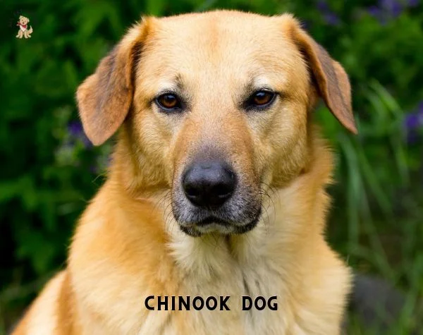Chinook Dog