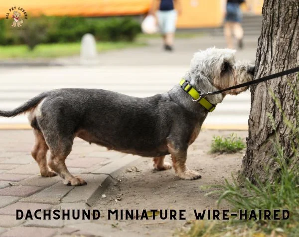 DACHSHUND Miniature Wire haired