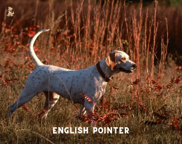 English Pointer Dog