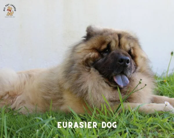 Eurasier Dog