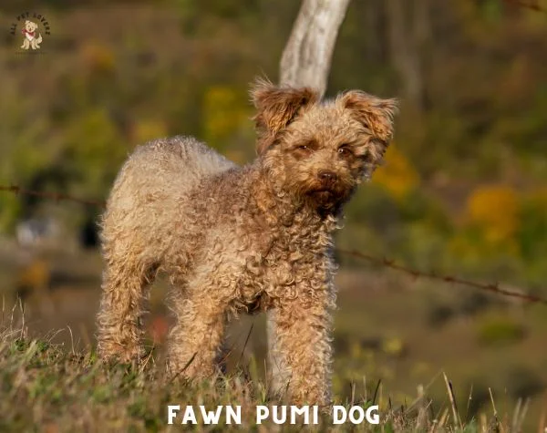 FAWN Pumi dog