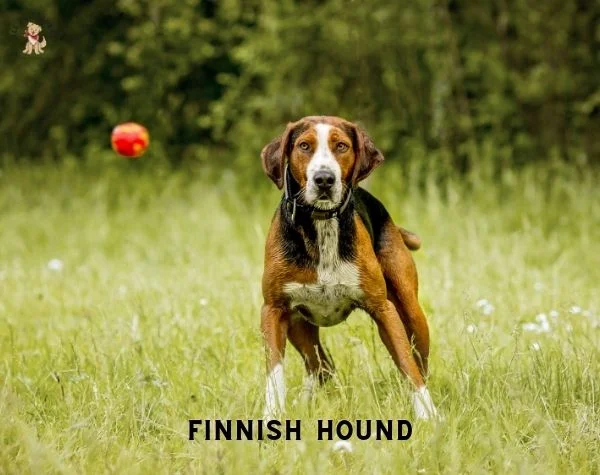 FINNISH HOUND