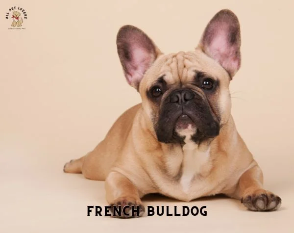 Most Popular Dog breed - French Bulldog