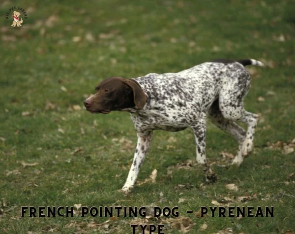 FRENCH POINTING DOG PYRENEAN TYPE