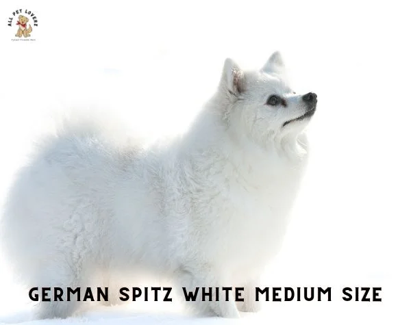 GERMAN Spitz WHITE Medium size