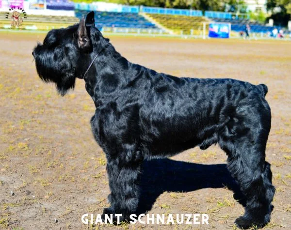 GIANT SCHNAUZER