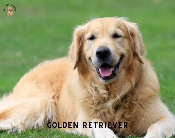 Most Popular Dog breed - Golden Retriever Dog
