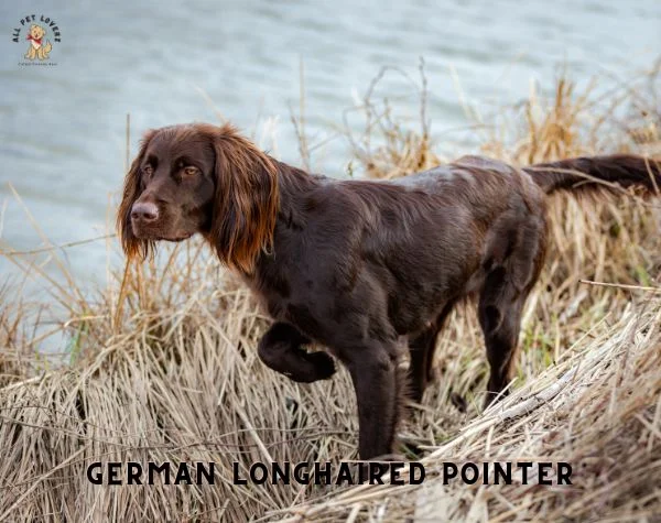 German Longhaired Pointer Dog