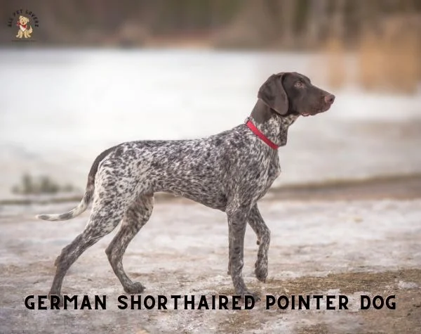 Most Popular Dog breed - German Shorthaired Pointer Dog