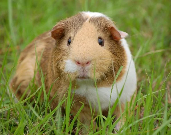 Guinea Pig