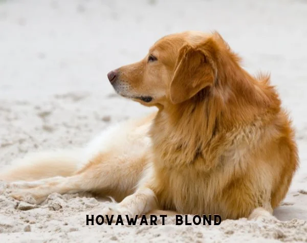 HOVAWART BLOND