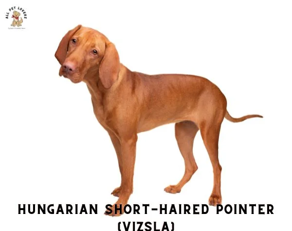 Vizsla (Hungarian Short-Haired Pointer) Dog