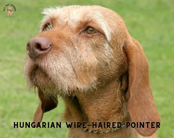 HUNGARIAN WIRE HAIRED POINTER