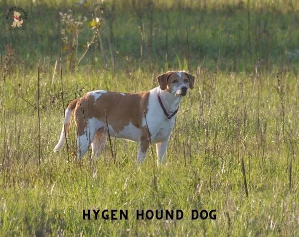 HYGEN HOUND DOG