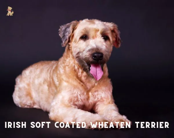 Soft Coated Wheaten Terrier