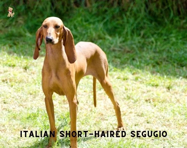 ITALIAN SHORT HAIRED SEGUGIO
