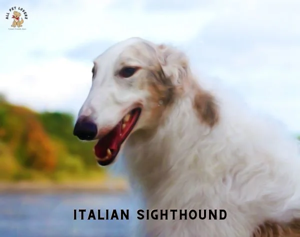 ITALIAN SIGHTHOUND