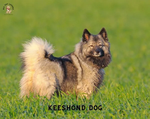 Keeshond