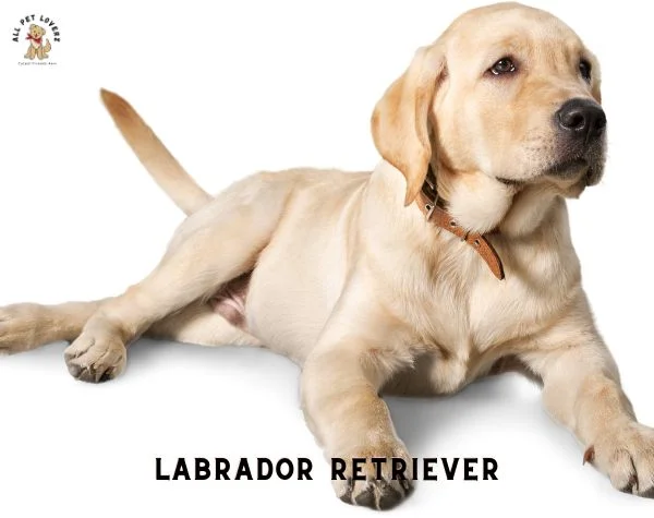 Most Popular Dog breed - Labrador Retriever