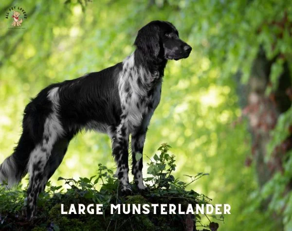 Large Munsterlander Dog