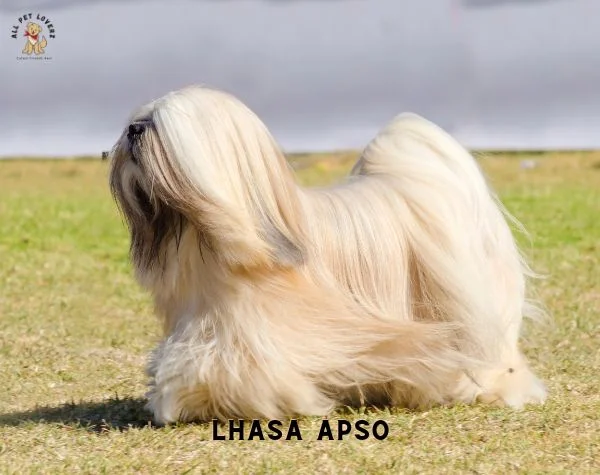 Lhasa Apso